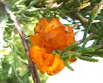谁知道这<em>是什么</em>花-<em>天女散花</em>?_putizi - 阿里巴巴