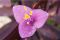 violet:��������־õİ�