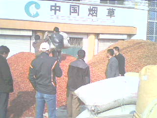 收购辣椒