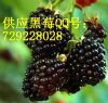������Ӧ���ʺ�ݮ�����ͻ�����