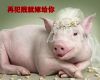 猪肉价格上涨的厉害,最好别惹我,火了就嫁给你!