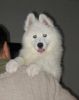 爱犬