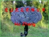 ����Ұ����֥