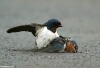 He brought her food again but was shocked to find her dead. He tried to
move her....a rarely-seen effort for swallows!
當他帶著食物再次回到她的身邊時,愛妻已然逝去,他曾試圖搬動她的身體…對於燕子來說,這是十分罕有的舉動!