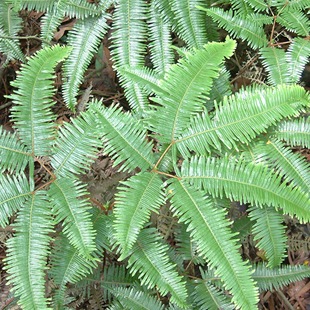 [转载]染料植物---狼萁草