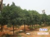 老规距,先秀一张产品图,基地销售火爆的桂花