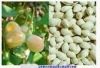 左图:挂在树上的成熟白果; 右图:洗去外种皮后的白果