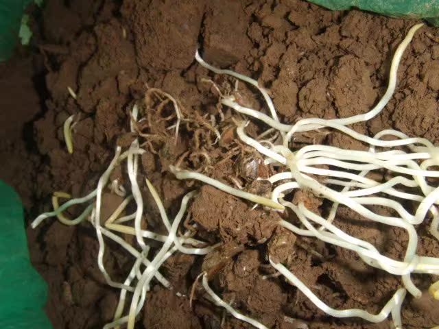 如何实验墨西哥玉米草的发芽率 什么时候种最