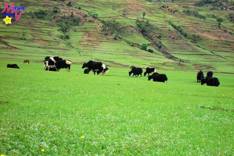 [温州商盟,端午节软文运动会]+生肖组合寓深意