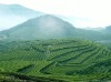 guangjinmingcha�Ĳ���