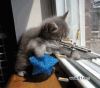 koysonloy�Ĳ���