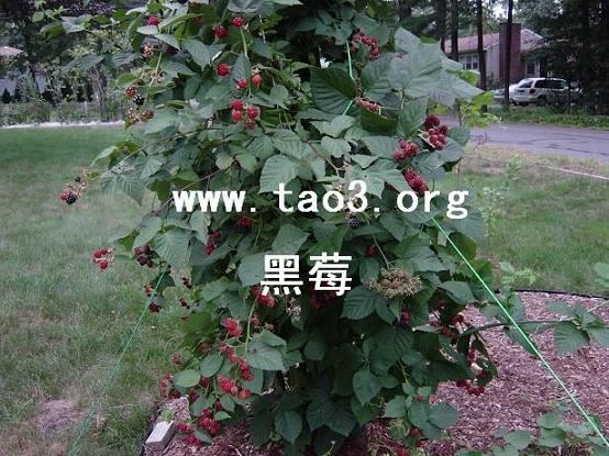刺莓蓝莓黑莓的种植与管理