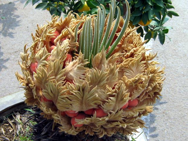 晚上好,对于上次的铁树开花的那一贴,本人澄清