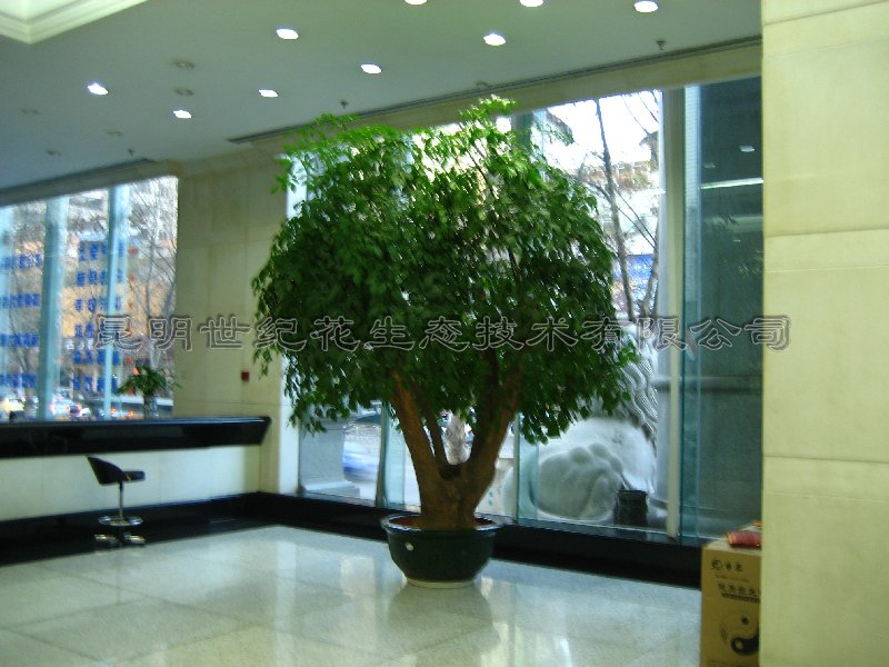 室内观赏<em>花木</em>租赁的优越性-<em>图片照片</em> - 阿里巴