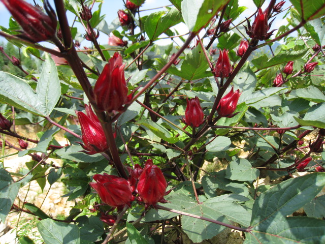 洛神花长势喜人