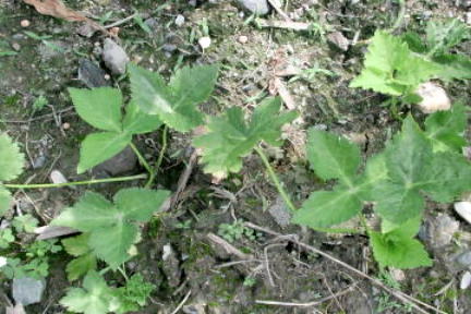 鸭儿芹-大叶芹-山芹,东北山菜芹味三杰 鸭儿芹