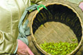 快讯:西湖龙井头茶价格超黄金