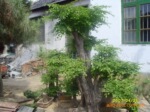 供应榆树盆景