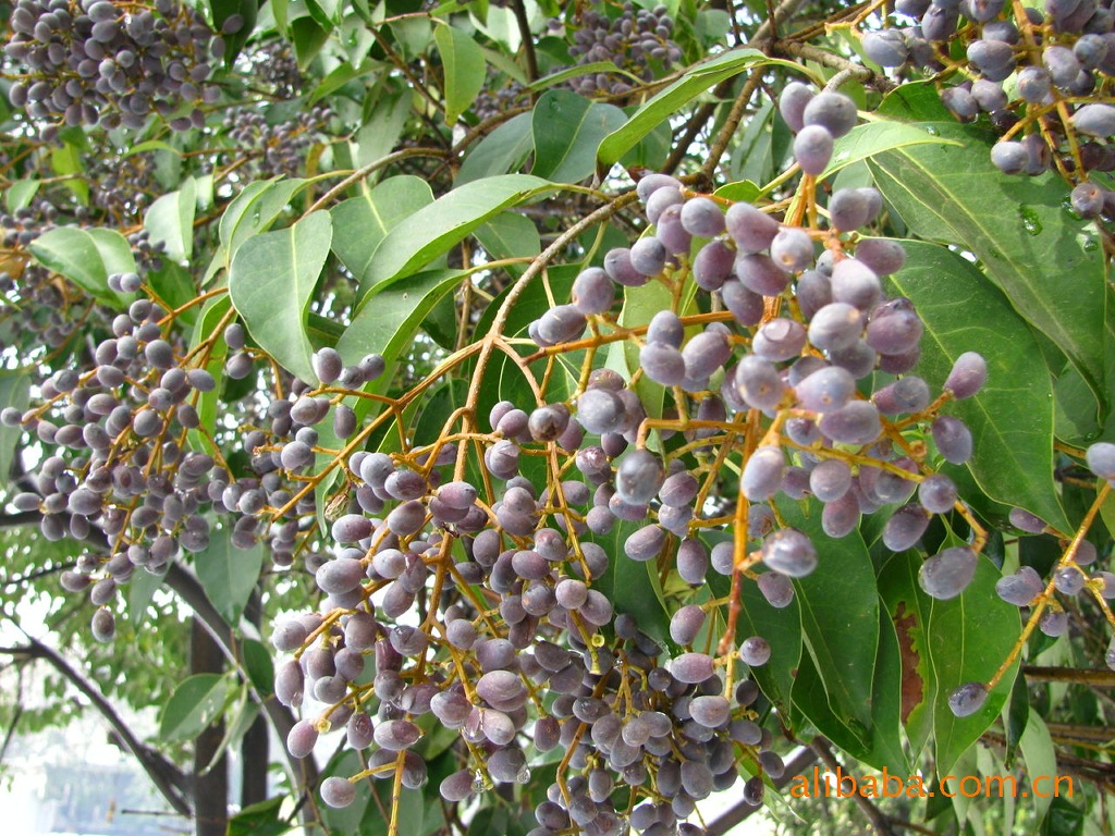 <em>女贞子</em> 搞笑图片