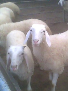 供应2012年养殖肉羊小尾寒羊，养殖小尾寒羊羔羊，养殖前景