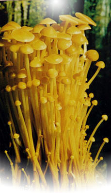 供應食用菌 金針菇 黃色金針菇