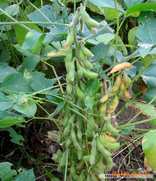 黄豆批发湖北襄樊本地大豆黄豆-豆类价格及生