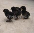 批发绿壳乌鸡苗