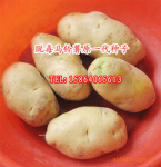 茎尖脱毒土豆原一代种子费乌瑞它脱毒马铃薯种子