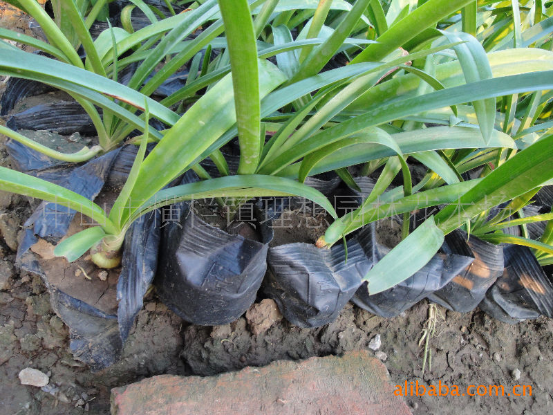 【供应蜘蛛兰】价格,厂家,图片,球根花卉,中山市