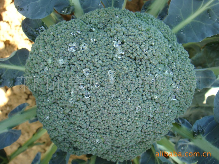 山东烟台供应冷冻绿花菜-山东冷冻蔬菜批发-n