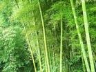 竹子,毛竹等各种规格2-8公分