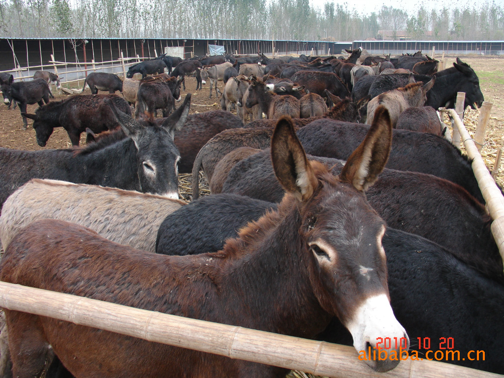 一U8国际- U8国际官方网站- U8体育APP下载万块钱在农村就能做的养殖项目隔年赚10万