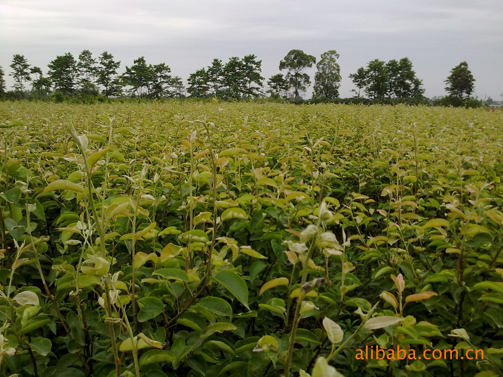 【梨子苗 黄金梨树苗 梨树果树苗 梨子果树苗木