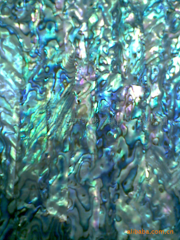 贝壳纸(正大贝壳公司大量新西兰鲍鱼贝壳纸)