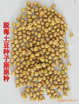 批发零卖脱毒马铃薯种子微型土豆原原种子
