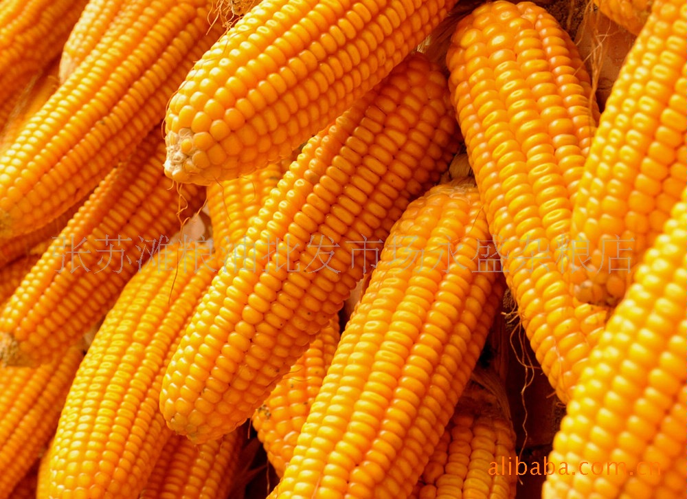 长期供应玉米、玉米珍子、香糯米、长糯米、大米、杂粮