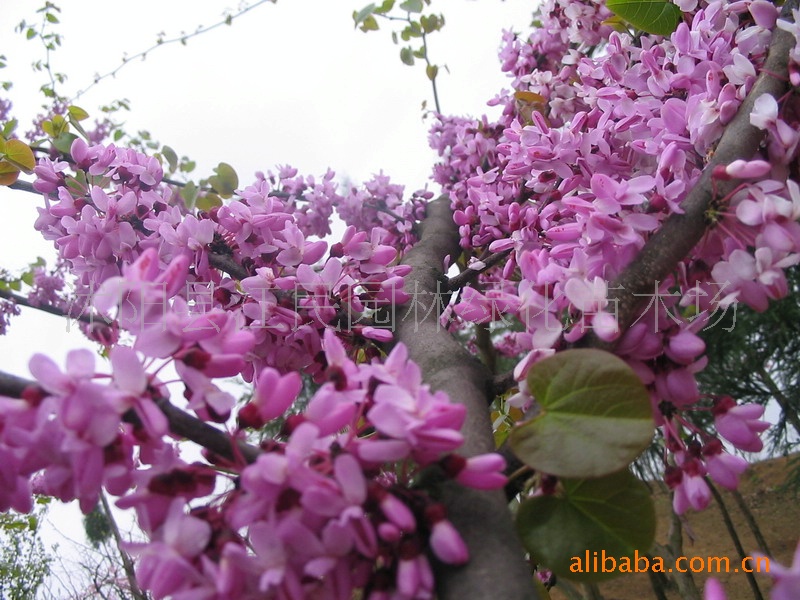 供应花卉苗木 销售巨紫荆