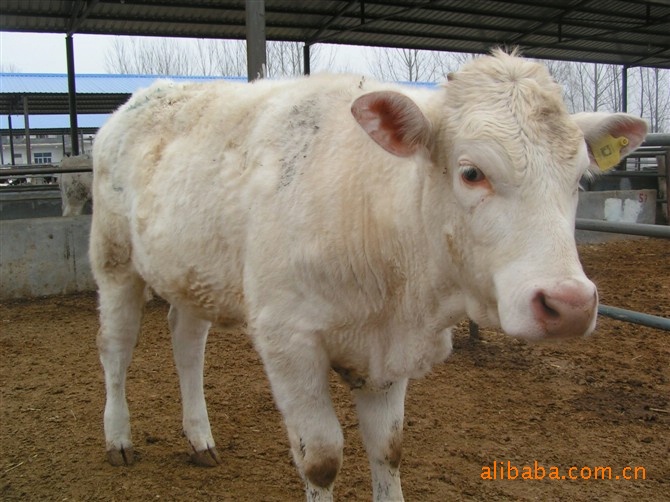 供应夏洛莱牛 夏洛莱肉牛犊 夏洛来牛养殖技术   