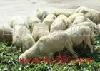种羊,肉羊养殖,养羊技术-肉羊中国天鑫牧业