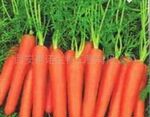 低价供应胡萝卜提取物10:1