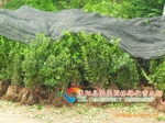 ��Ӧ�����硢��Ҷ�����硢��Ҷ������СҶ������