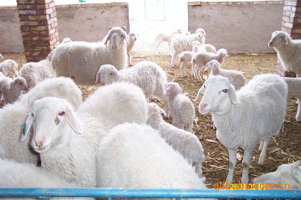 供应大型肉羊养殖场 养羊场