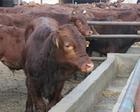 售6000头鲁西黄牛 养殖鲁西黄牛发家的经济效益分析