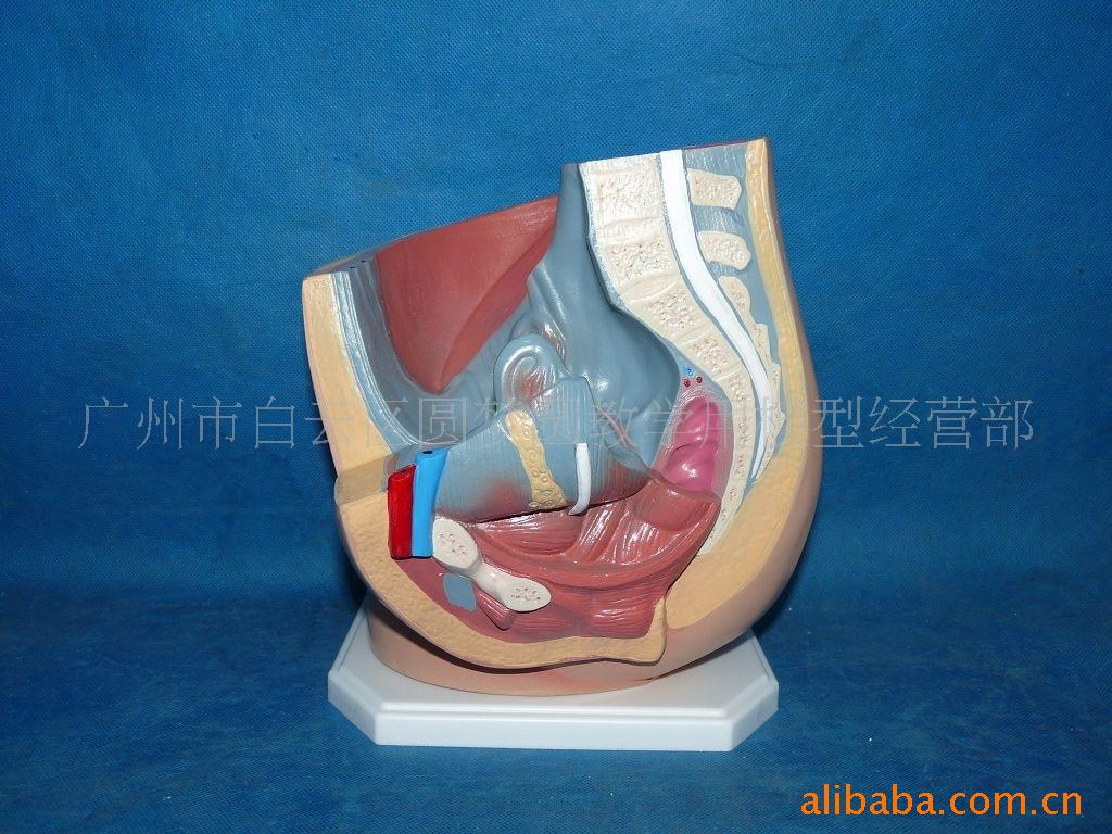 其他教学模型、器材-人体女腹腔立式正常模型