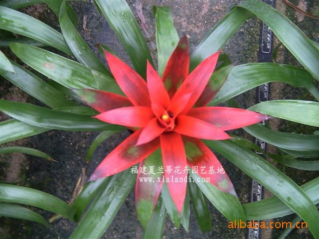 观赏凤梨-凤梨花,红星,丹尼斯,批发价洽谈为准