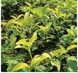 全效修复眼霜滋润补水淡化黑眼圈 现货供应/来样加工
