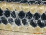�Ű����ά�̸�  ������ά�̸� Kevlar