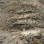 新年特惠9-10棵/500g长白山鲜人参长条,滋补效果好,1公斤包邮!