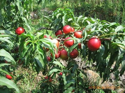 【油桃,大荔油桃,陕西水果,大荔优质水果,丽春桃