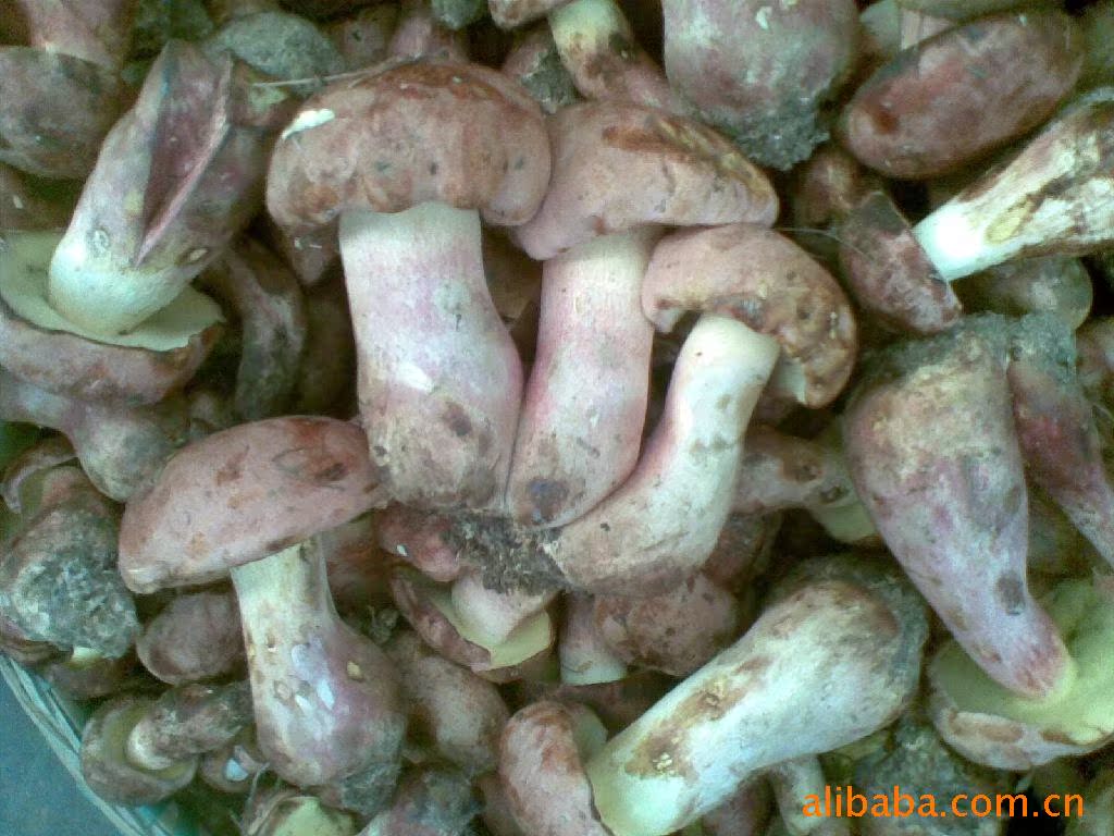 野生菌、<em>松茸</em>、牛肝菌-滇藏野生菌及农副产品